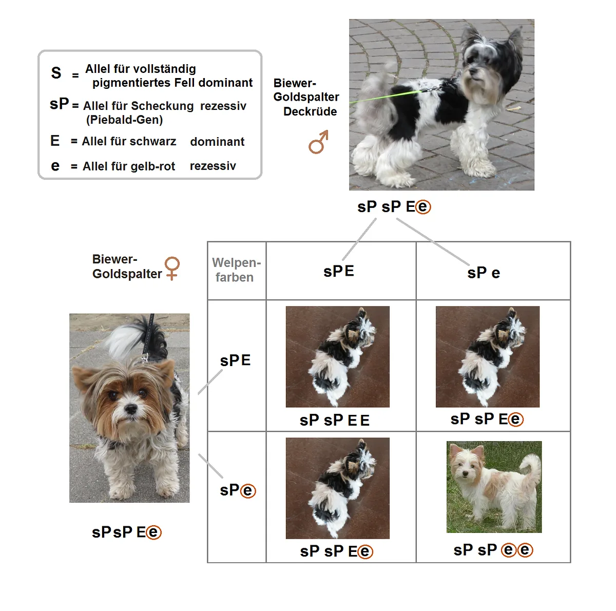 Biewer Terrier
