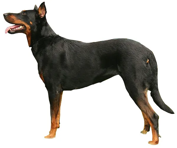 Beauceron