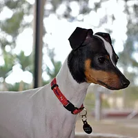Japanese Terrier, picture 5 of 10