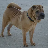 A Chinese Shar-Pei dog