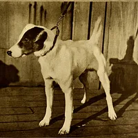 Smooth Fox Terrier, picture 6 of 9