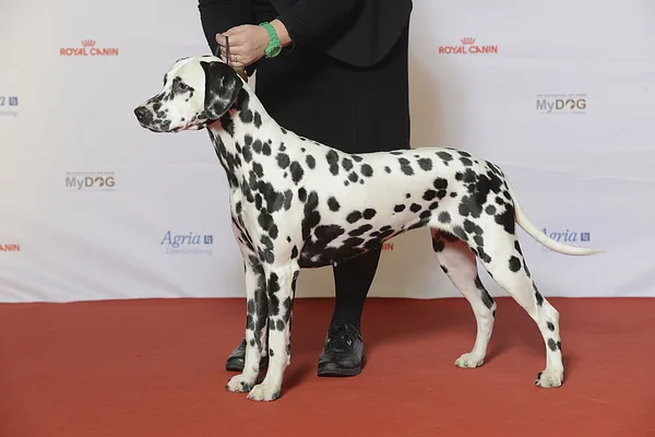 Dalmatian