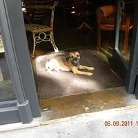 Border Terrier