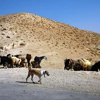 Sloughi, picture 6 of 9