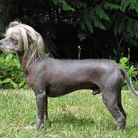 Chinese Crested
