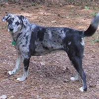 Catahoula Leopard Dog, picture 4 of 10