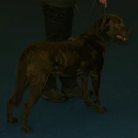Chesapeake Bay Retriever, picture 9 of 10
