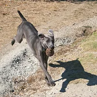 Weimaraner, picture 5 of 8