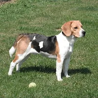 Transylvanian Hound, picture 2 of 8