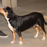 Entlebucher Mountain Dog