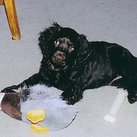American Water Spaniel, picture 5 of 9