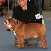 Bulldog