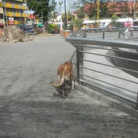 Belgian Sheepdog