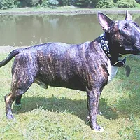Bull Terrier, picture 3 of 6