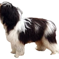 Polish Lowland Sheepdog, picture 5 of 8