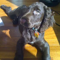 Field Spaniel, picture 10 of 10