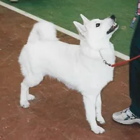 Norwegian Buhund, picture 8 of 10