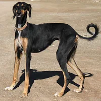 Saluki, picture 3 of 9