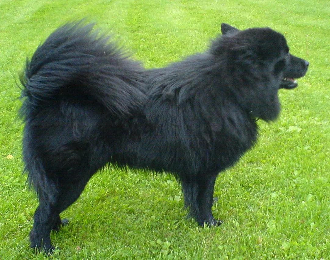 Swedish Lapphund dog, photographed by Bjørn Roger Larsen