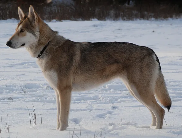 A Czechoslovakian Vlcak