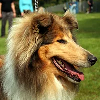Collie