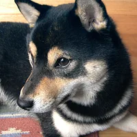 Shiba Inu, picture 8 of 9