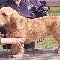 Basset Fauve de Bretagne