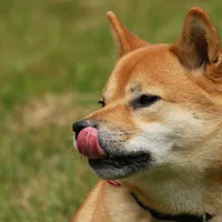 Shiba Inu, picture 2 of 9