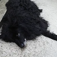 Croatian Sheepdog