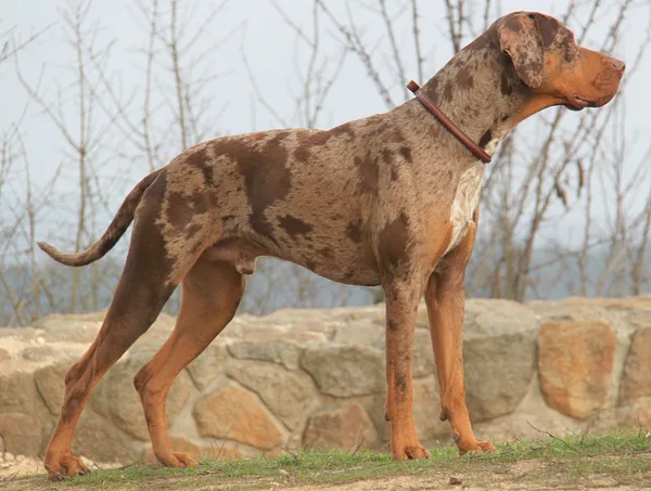 A Catahoula Leopard Dog