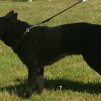 Karelian Bear Dog, picture 6 of 9