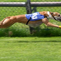 Greyhound, picture 5 of 8