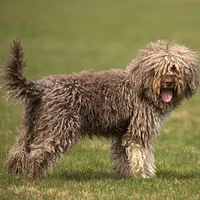 A Lagotto Romagnolo dog