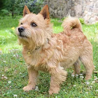 Norwich Terrier, picture 1 of 10