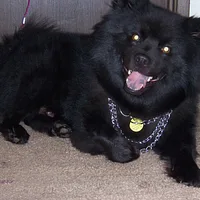 Swedish Lapphund, picture 7 of 8