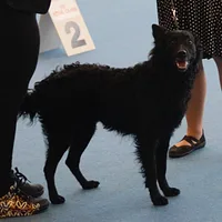 Croatian Sheepdog, picture 2 of 9