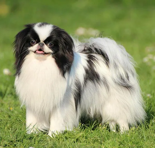A Japanese Chin