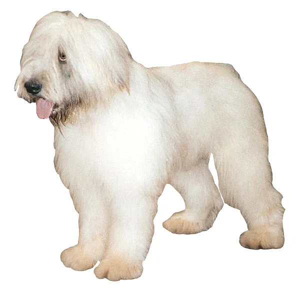 A Romanian Mioritic Shepherd Dog