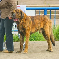 Mastiff, picture 5 of 8