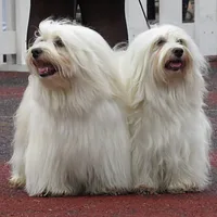 Havanese, picture 4 of 4