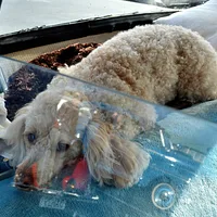 Poodle (Miniature), picture 8 of 9