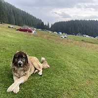 Romanian Carpathian Shepherd, picture 4 of 10