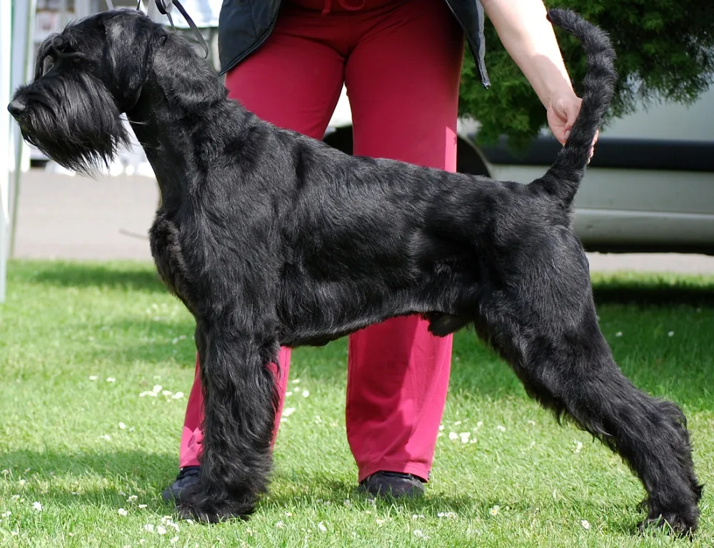 Giant Schnauzer