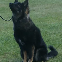 Lapponian Herder, picture 5 of 10