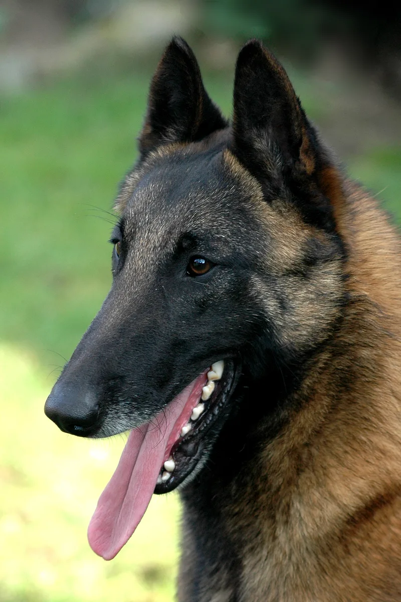 Belgian Sheepdog dog, photographed by D. Williams