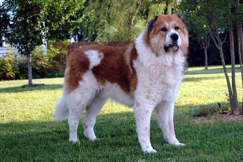 Caucasian Shepherd Dog dog, photographed by an unknown author