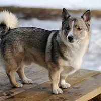 A Swedish Vallhund dog