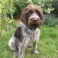 Wirehaired Pointing Griffon, picture 2 of 7