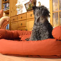Kerry Blue Terrier, picture 3 of 9