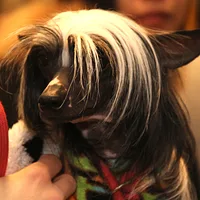 Chinese Crested